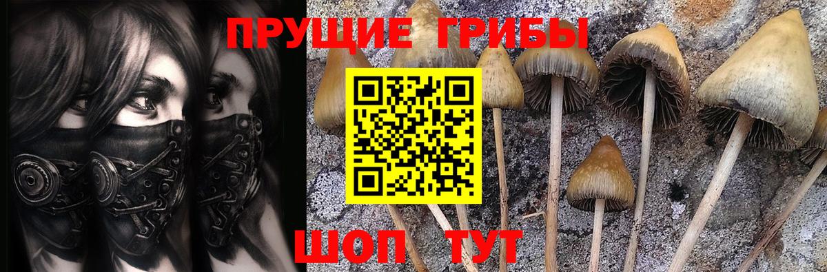 Галлюциногенные грибы GOLDEN TEACHER  Псилоцибиновые грибы Psilocybine cubensis  Вятские Поляны  Вход с VPN 